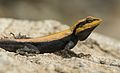 Peninsular Rock Agama Basking.jpg