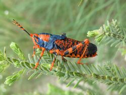 Petasida ephippigera - Leichardt's Grasshopper on Pityrodia.jpg