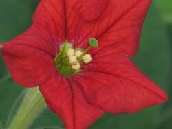 Petunia exserta by Scott Zona - 003.jpg