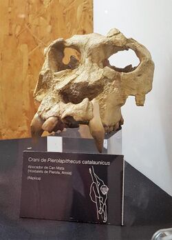 Pierolapithecus catalaunicus (Kopie).jpg