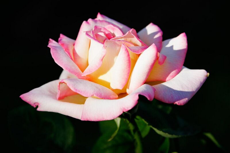 File:Pink rose albury botanical gardens.jpg