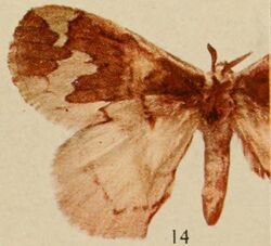 Pl.14-14-Phasicnecus grandiplaga=Stenoglene plagiatus (Aurivillius, 1911).JPG