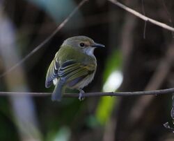 Poecilotriccus latirostris - Rusty-fronted tody-flycatcher.jpg