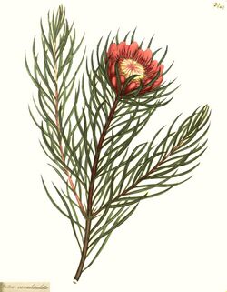 Protea canaliculata – Bot.Rep. v.7 pl.437 cleaned.jpg