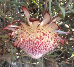 Protea humiflora 45530536.jpg