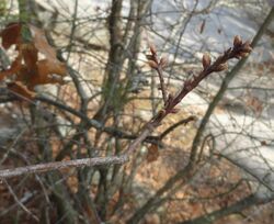 Georgia oak twig and buds