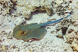 Photo of a flattened, disc-shaped fish with a greenish-yellow body covered in neon blue spots, and two neon blue stripes along the tail, lying on coral debris