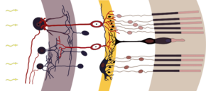 Retina-diagram.svg