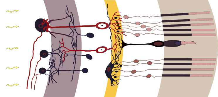 File:Retina-diagram.svg
