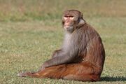 Brown monkey