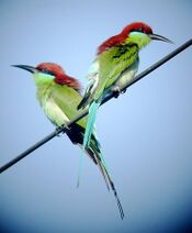 Rufous-crowned Bee-eater Merops viridis americanus, Luzon, Philippines (15901095124).jpg