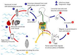 S. haematobium life cycle.png