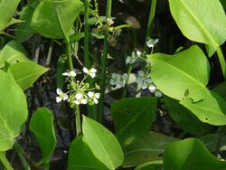 Sagittaria platyphylla.JPG