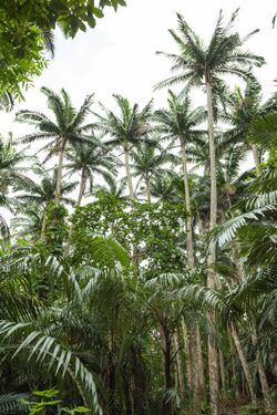 Satake palm trees (Satakentia liukiuensis) in native forest of Ishigaki Island, Okinawa, Japan.jpg