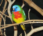 A green parrot with a red chest, a yellow underside, and a blue head