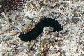 Sea cucumber Stichopus chloronotus (7669155166).jpg