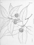 Sedgwickia cerasifolia Griffith 1836.jpg