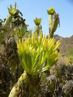 Senecio kleinia Verode.jpg