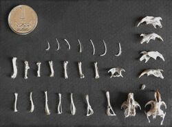 Small mammals bones - pellet (ornithology).jpg