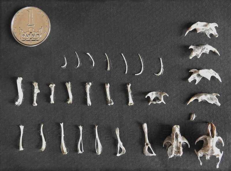 File:Small mammals bones - pellet (ornithology).jpg