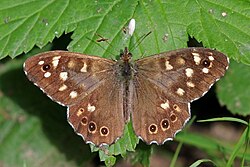 Speckled wood butterfly (Pararge aegeria) male 2.jpg