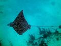 Spotted eagle ray 1.JPG