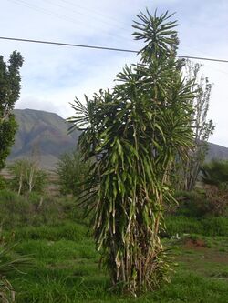 Starr 031209-0040 Dracaena fragrans.jpg