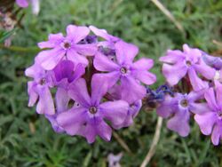 Starr 070313-5589 Verbena tenuisecta.jpg