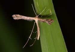 Stenoptilodes taprobanes cropped.jpg