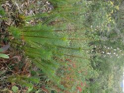 Stylidium laricifolium habit.jpg
