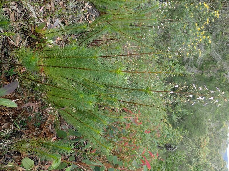 File:Stylidium laricifolium habit.jpg