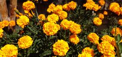 Tagetes-Marigold-Flower 08.jpg