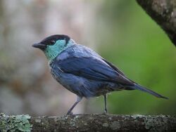 Tangara heinei Tángara capirotada Black-capped Tanager (male) (10937083674).jpg