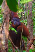 Reddish-brown orangutan