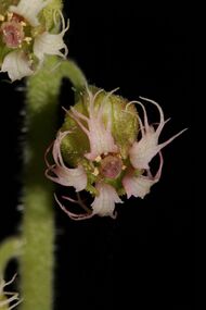 Tellima grandiflora 4967f.JPG