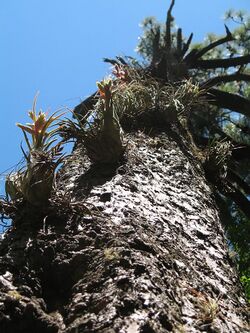 Tillandsia seleriana (TS) 2-06957.jpg