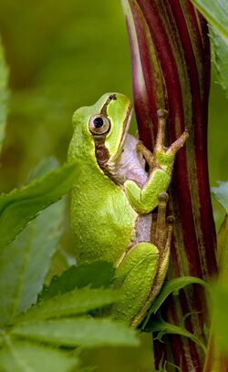 Tree frog2.jpg