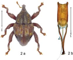 Trigonopterus adspersus (10.3897-zookeys.828.32200) Figure 2.jpg
