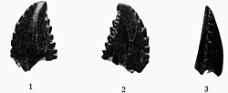 Troodon formosus holotype tooth.jpg