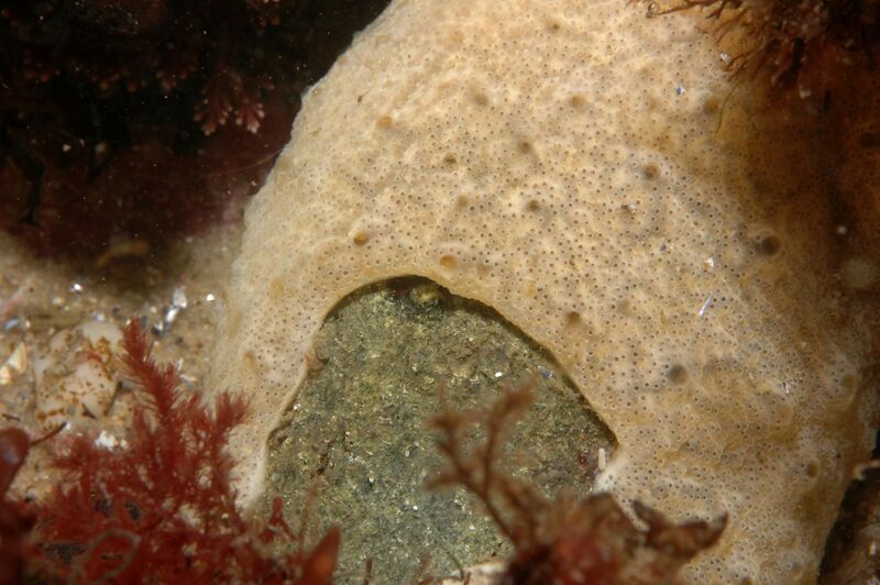 File:Tunicate colony of Didemnum vexillum overgrowing gravel.JPG