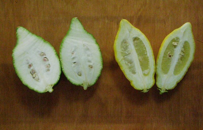 File:Two citrons.JPG