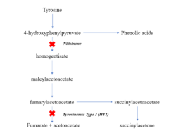 Tyrosinemia type 1 metabolic pathway.png