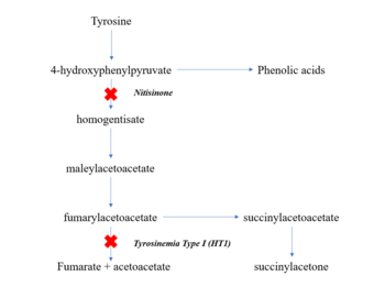 Tyrosinemia type 1 metabolic pathway.png