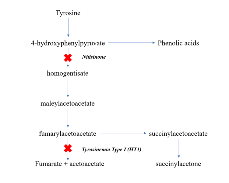 File:Tyrosinemia type 1 metabolic pathway.png
