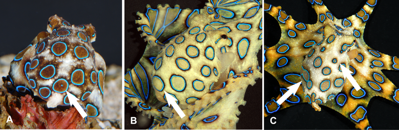 File:Variable ring patterns on mantles of the blue-ringed octopus Hapalochlaena lunulata.png