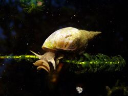 Water snail Rex 2.jpg