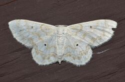 - 7123 – Idaea obfusaria – Rippled Wave Moth (19885102322).jpg
