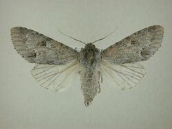 Acronicta hastulifera.jpg