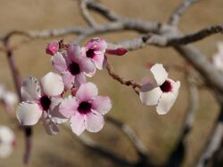 Adenium boehmianum.jpg