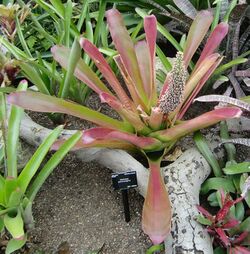 Aechmea paniculigera.jpg